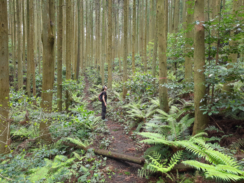 Hiking the forested mountains around Fukuoka