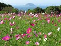 Flower gardens on Nokonoshima