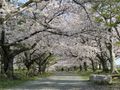 Cherry blossoms amongst the castle ruins in Maizuru Koen, Fukuoka