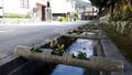 Koi carp filled drains running through Ozu town