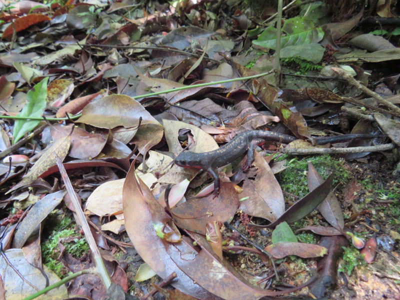 Salamander/newt in Yambaru National Park