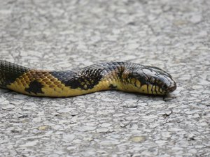 Akamata, or Ryukyu odd-tooth snake, Yambaru National Park