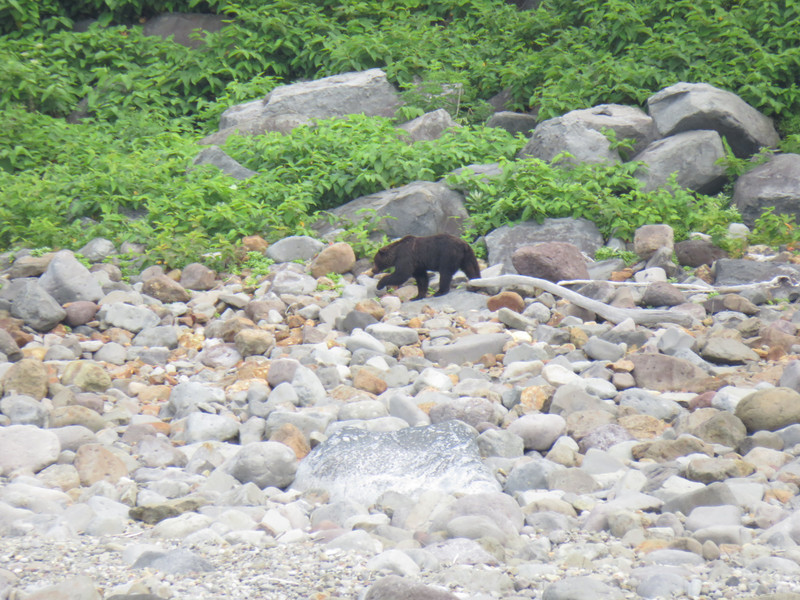 Another bear! Shiretoko Peninsula