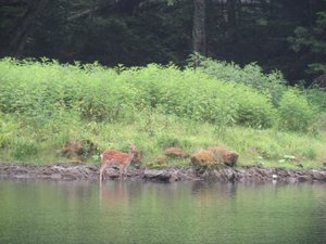 Spotted deer, Akan-Mashu National Park