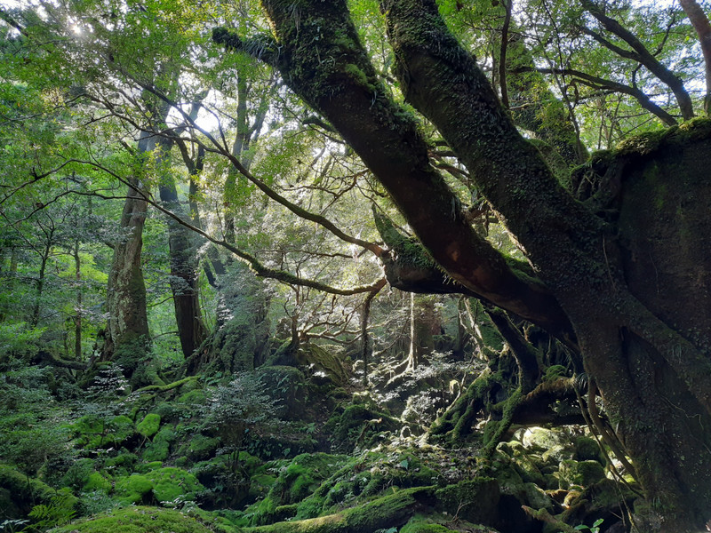 Mystical forests of Yakushima