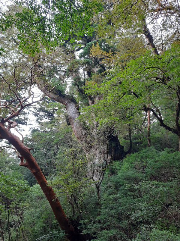 Jomon Sugi - the massive cedar on Yakushima