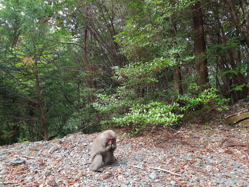 Endemic Yakushima Macaque