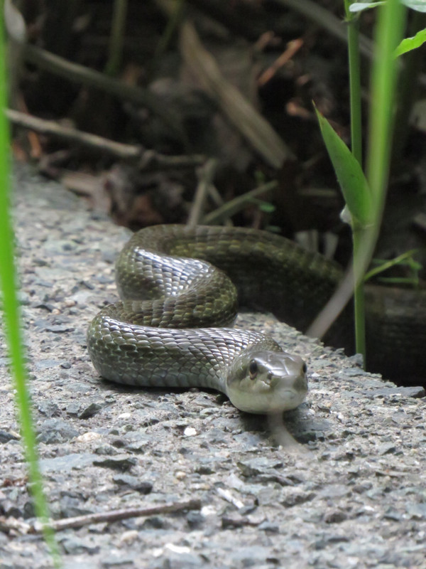 Japanese forest rat snake (I think) on Mt Aso
