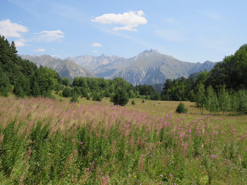 Flower meadows between Diklo and Shenako, the mountains behind mark the border with Dagestan