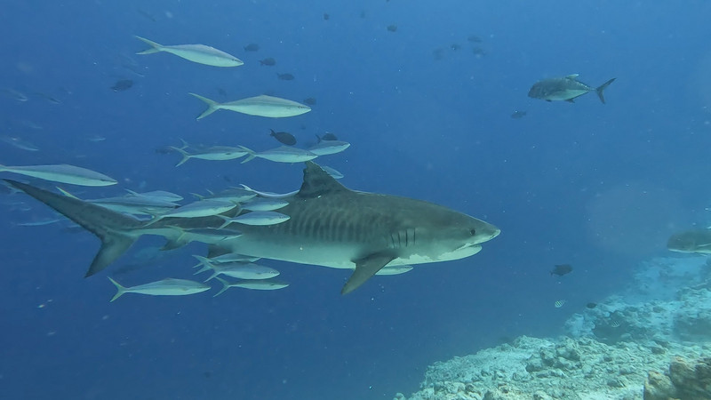 Tiger Shark with its little friends