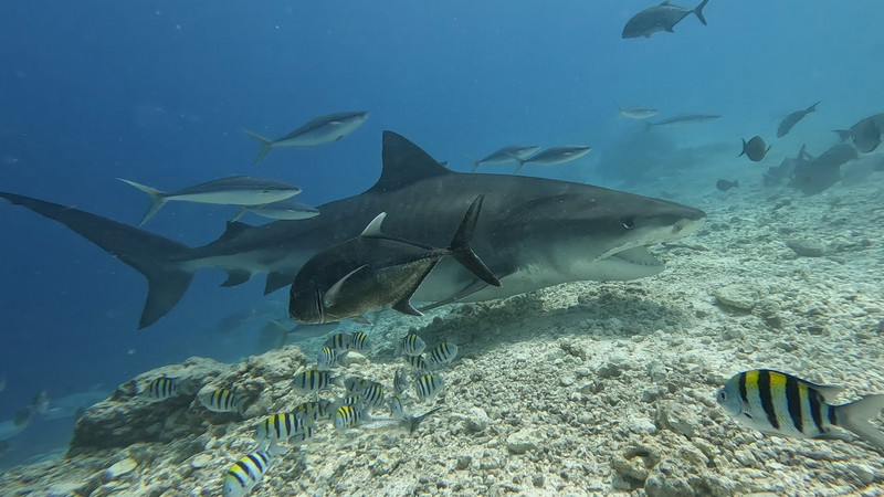 One of the seven Tiger Sharks on the second dive