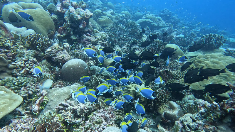 Masses of fish and healthy corals at Fuvahmulah