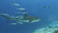 Tiger Shark with its little friends