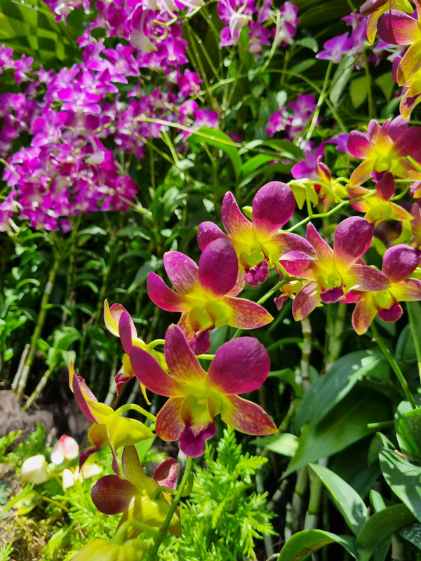 Orchids in the Botanical Garden