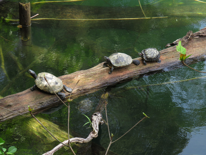 Turtles in Bukit Timah Nature Reserve