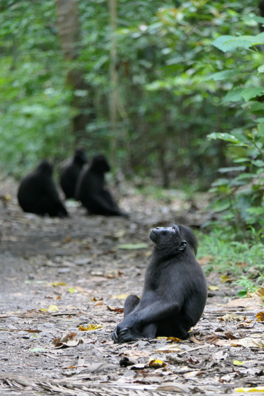 Black macaques in Tangkoko National Park, Sulawesi