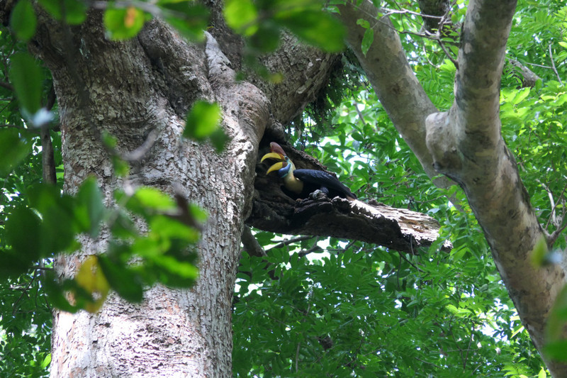 Red-knobbed hornbill in Tangkoko National Park, Sulawesi