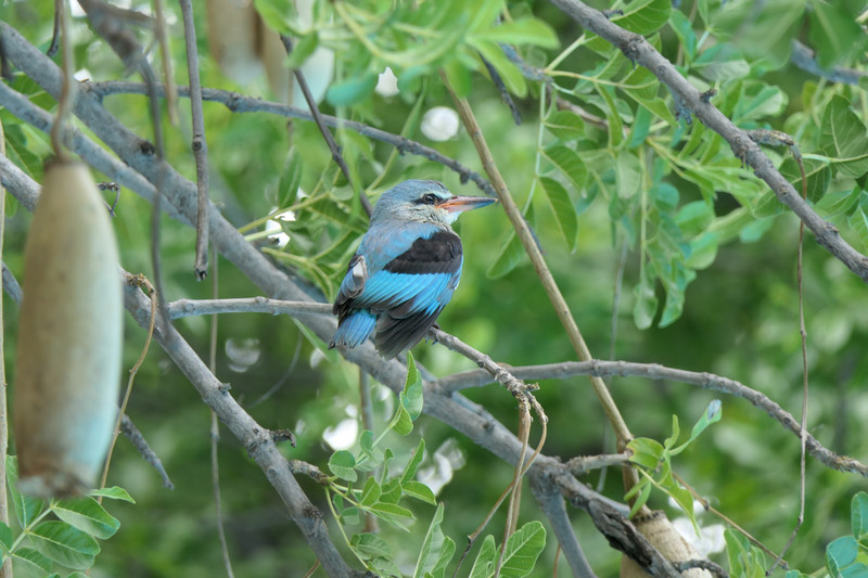 Woodland kingfisher by our pool at Maun