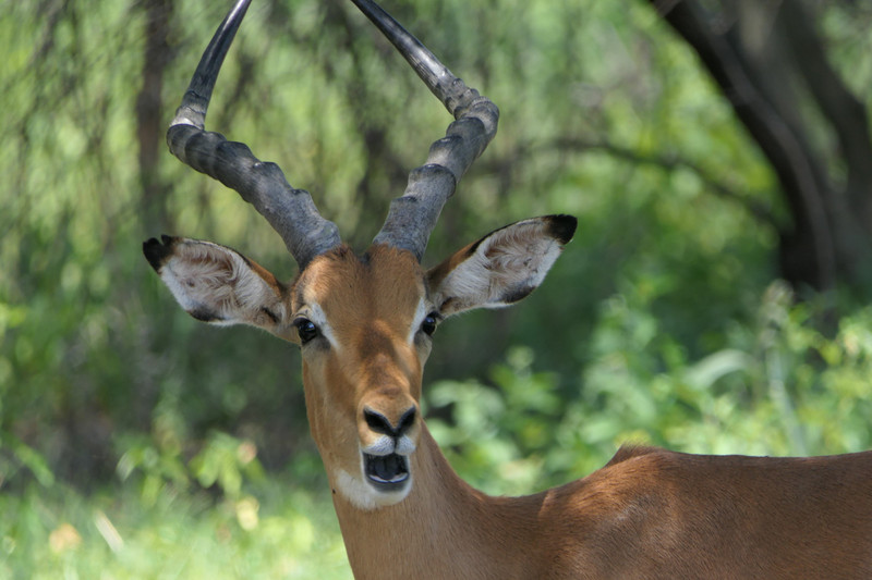 Impala in Gaborone Game Reserve