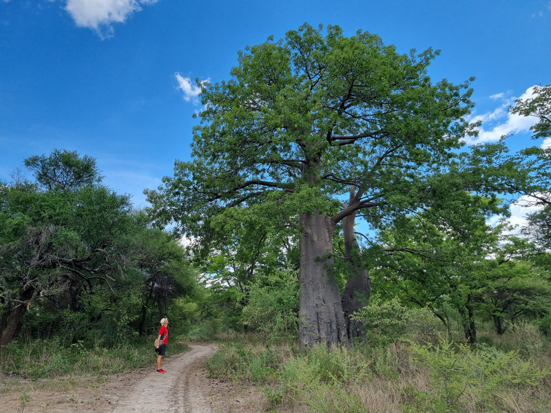 Baobab on our early-morning walk everyday in Maun