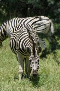 Zebra in Gaborone Game Reserve