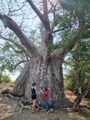 Baobab at Chibuene