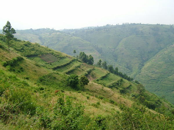 Cultivated Hills