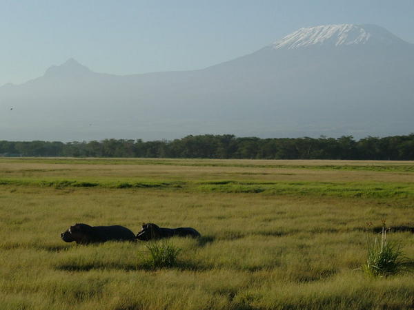 Kilimanjaro