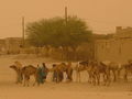 Tuareg Camel Market in Timbuktu