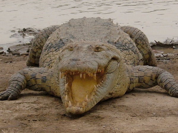 Smiling Croc 