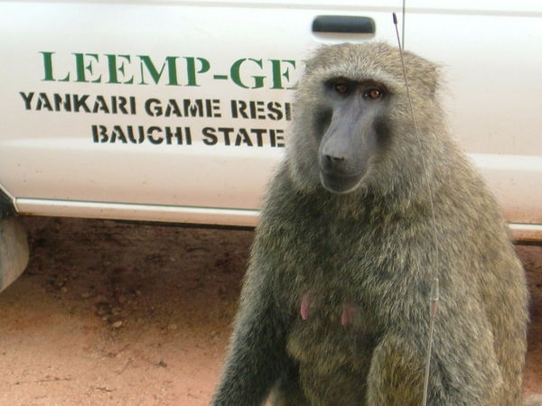 Thieving Baboon