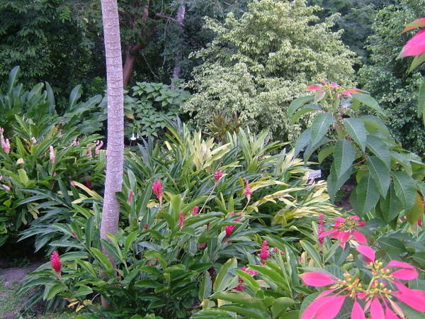 Belizean Jungle