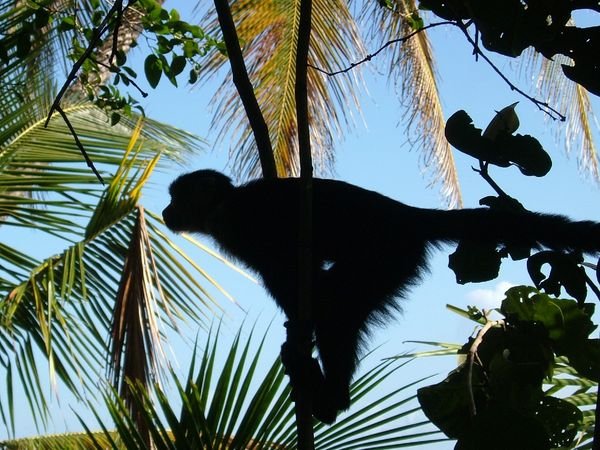 Little Monkey at Cahuita National Park