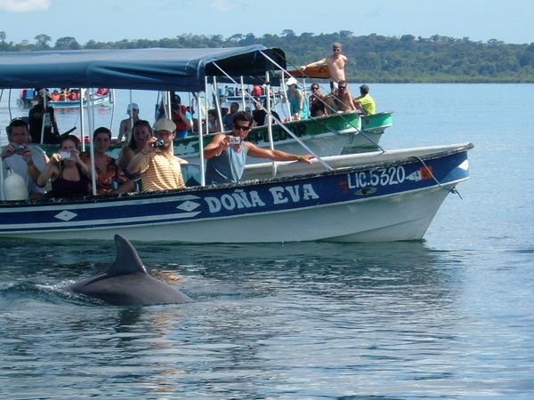 Dolphin Bay, Bocas del Toro 