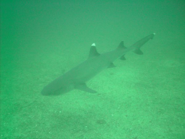 White Tipped Reef Shark at Playa del Coco