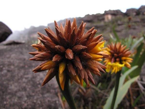 Plants on the top of Roraima