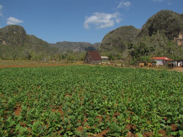 Tobacco Fields, Valle de Viñales
