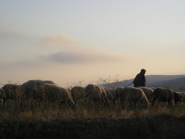 A Shepherd Getting an Early Start
