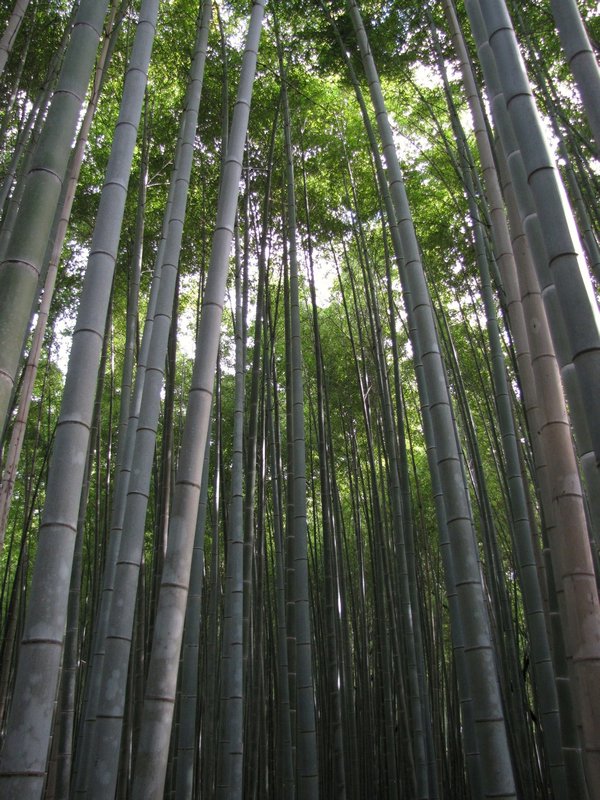 Bamboo Forest, Arashiyama, Kyoto 