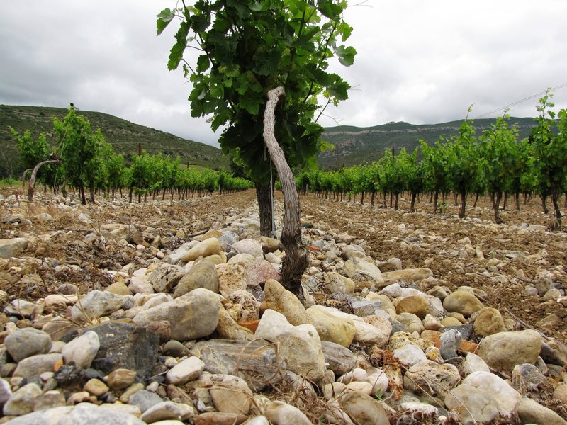 Vineyards in Aude