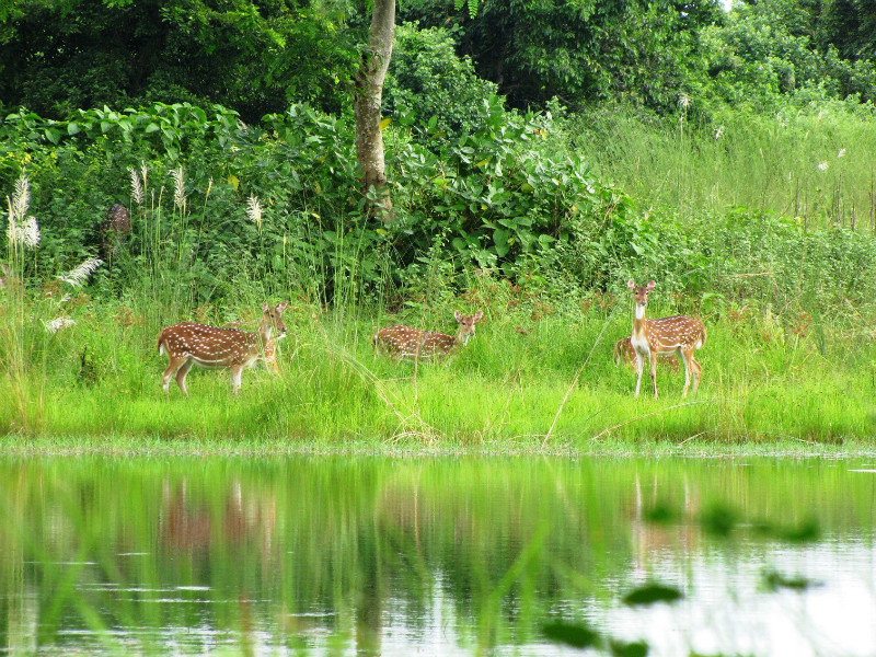 Spotted Deer, the Sundarbans