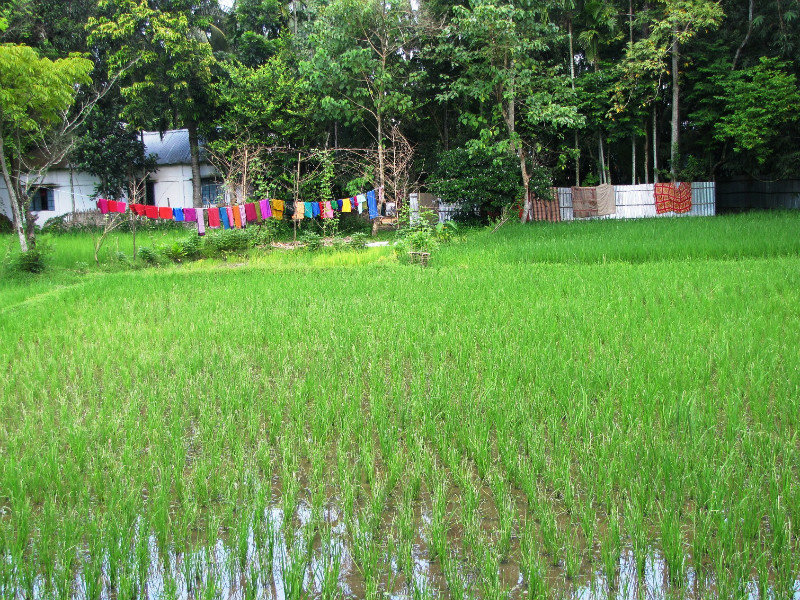 Rice Paddies, Near Sreemangal