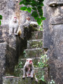 Monkeys at Taragarh Fort, Bundi