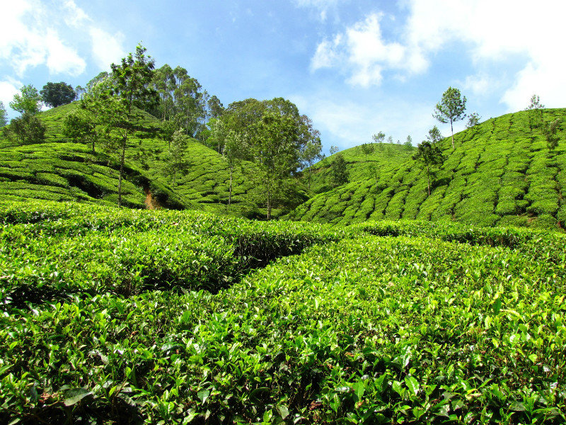 Tea Plantations near Munnar
