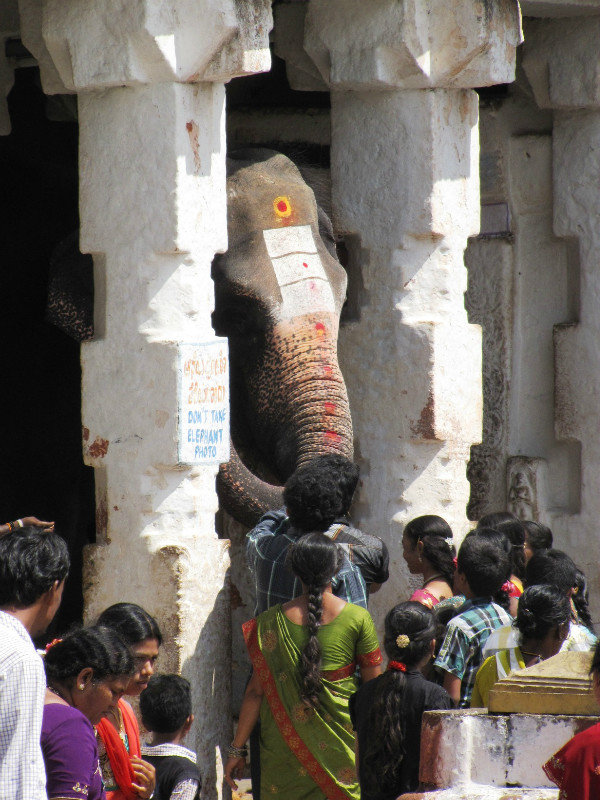 Lakshmi, the Temple Elephant