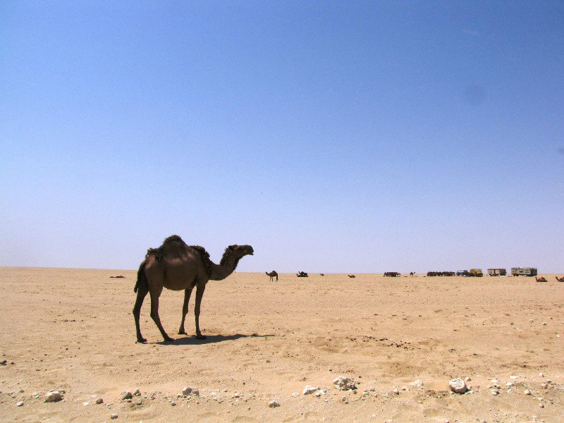 Kuwait Desert