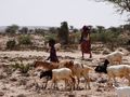 Somali Desert