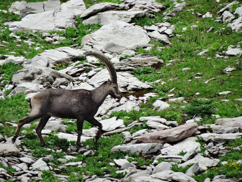 First there was one ibex which I followed...