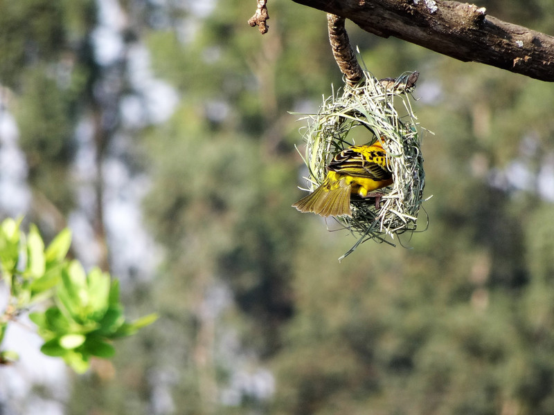 Southern masked weaver building his nest