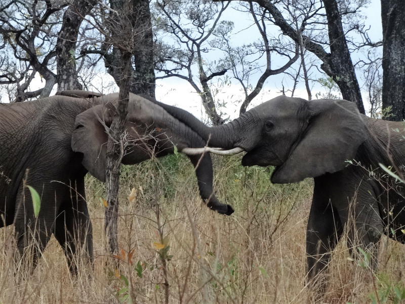 Young bull elephants scrapping